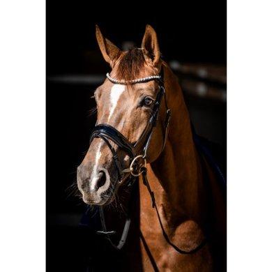 HB Showtime Bridle Special Guy Black